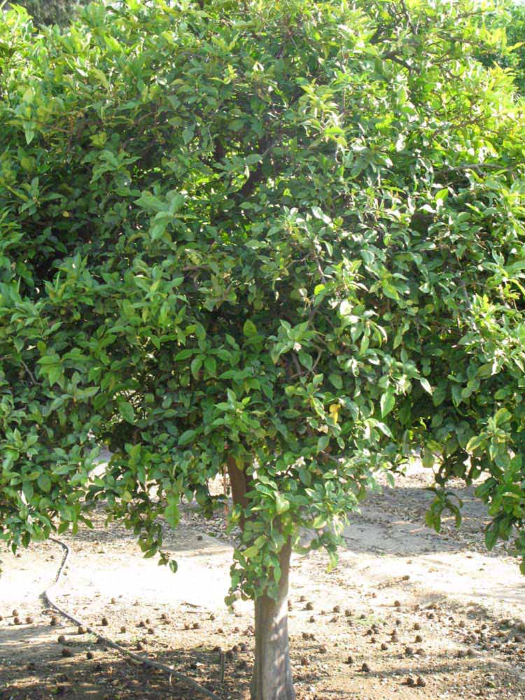            Habit (Riverside, CA)   